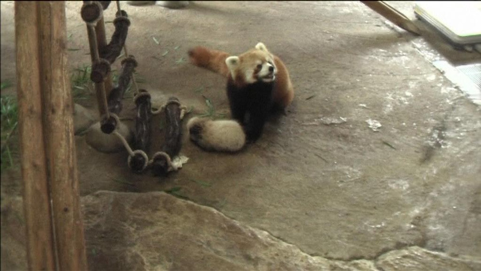Naissance D Un Panda Roux Au Japon Video Dailymotion