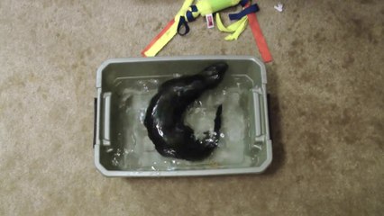 Rescued Mink Experiences Water For the First Time - Pure Joy
