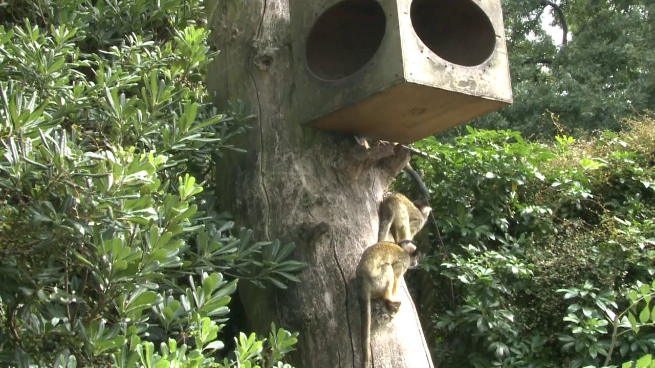 Alle Tiere auf die Waage im Londoner Zoo