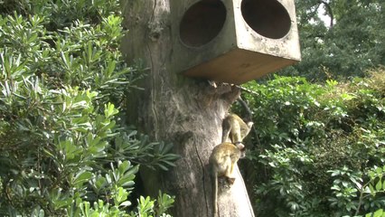 Alle Tiere auf die Waage im Londoner Zoo