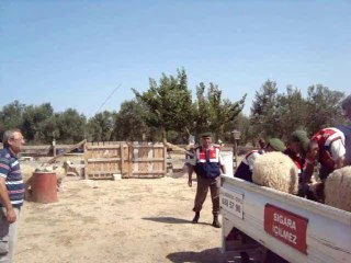 Çalınan Hayvanlar Sahibine Teslim Edildi