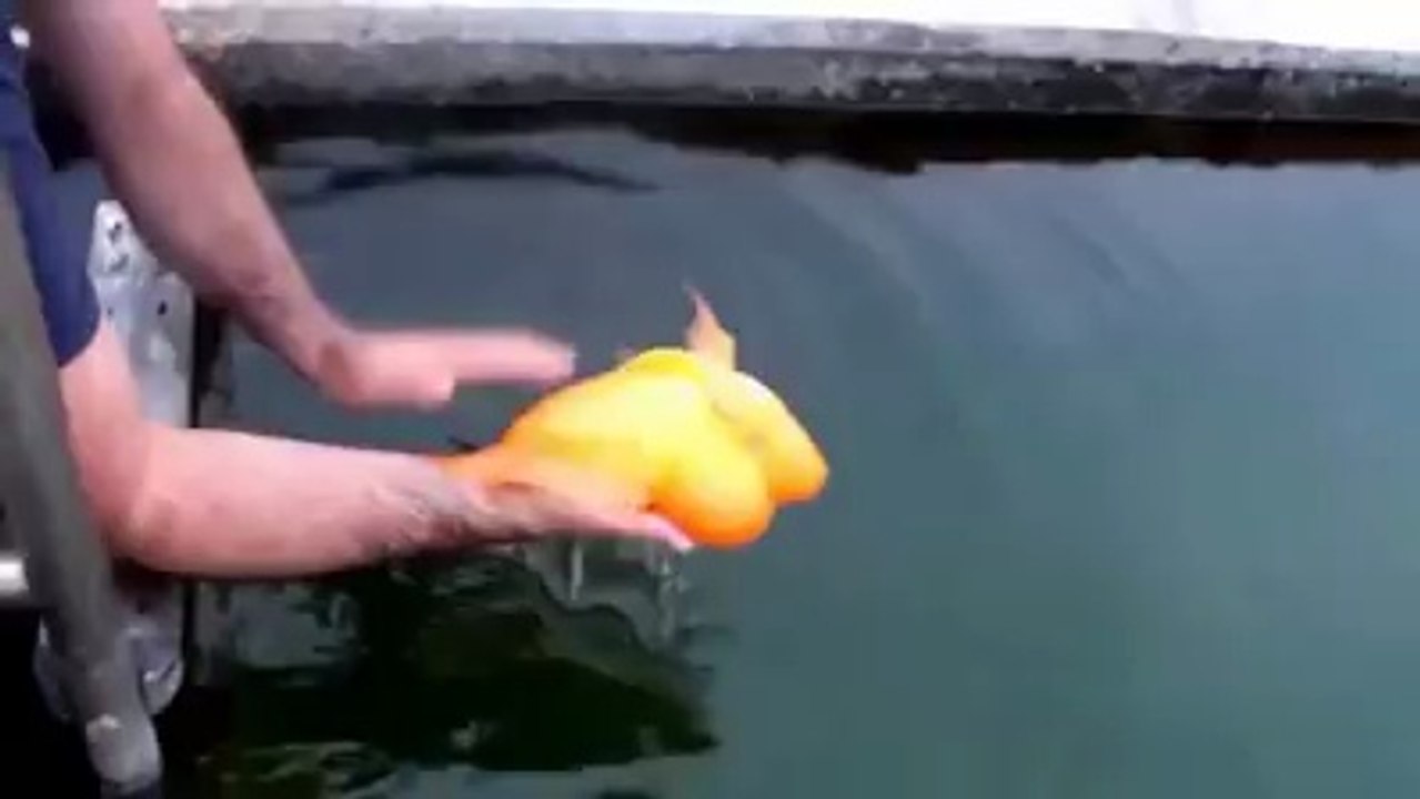 Adorable Fish