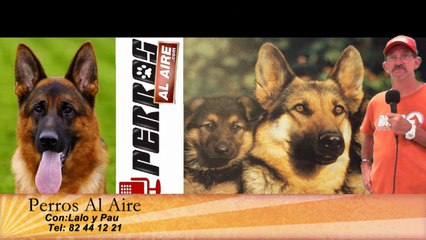 EL PASTOR ALEMAN | PAA