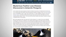 Antarctic Penguins Have Rare Feather Loss Disorder