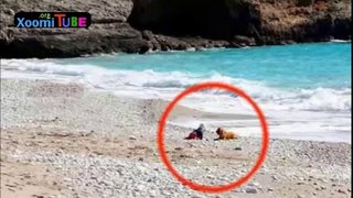 Dog saves little baby from crawling into the sea and drowning