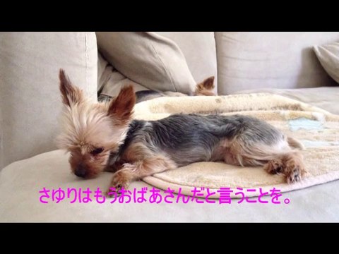 さゆりとちょこ２０１３年６月 No2　訪問とその後 And subsequent visit June No2 2013 years Choco and Sayuri