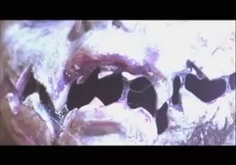 Doll Graveyard Trailer