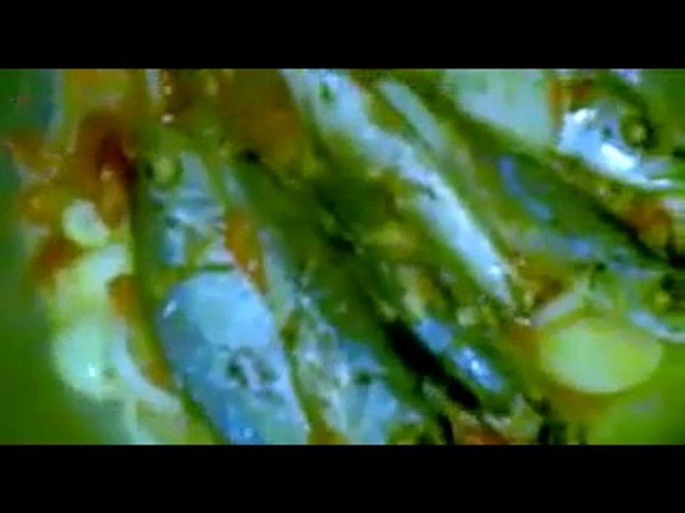 Cara Memasak Ikan Tongkol layang pedas bombay Resep Masakan Lezat