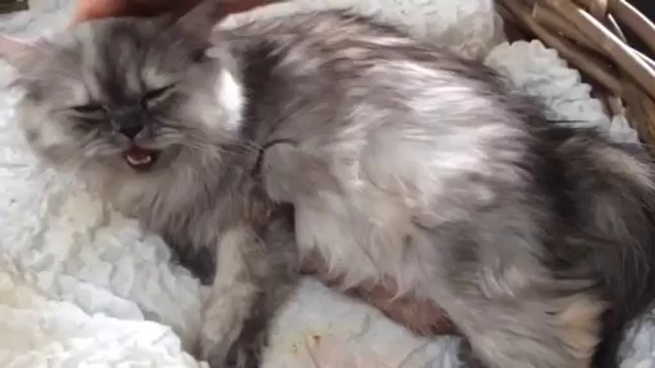 Mise bas : Respiration chatte avant expulsion