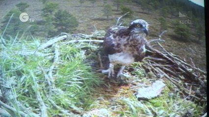 Ospreys Loch Garten