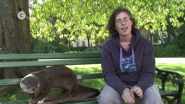 Toxoplasmosis in otters