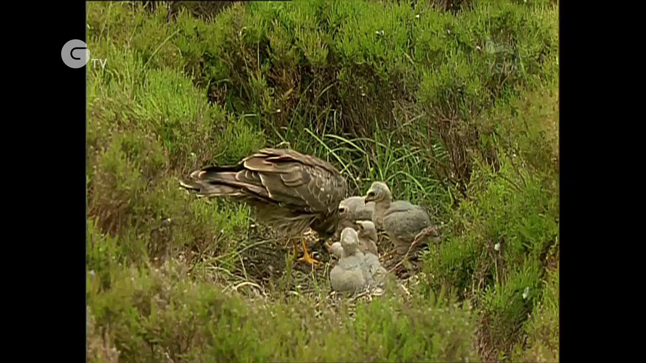 Hen Harrier - An appeal for help