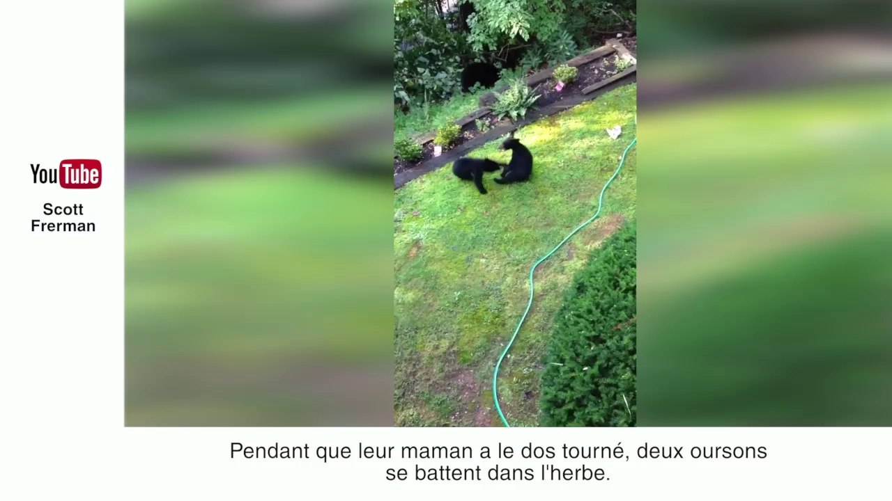 Un koala sauvé grâce à du bouche-à-bouche - Le Zapping insolite