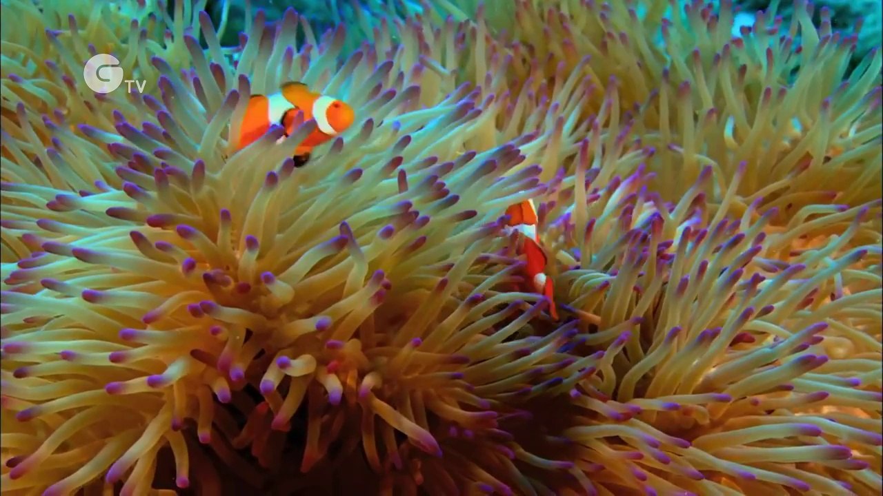 Planet Ocean
