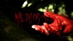 MALDITOS SEAN!  --Trailer Oficial--