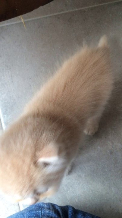 Jazzy et Jessie : chatons persans 6 semaines