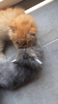 Juju et Caramel : chatons persans à 6 semaines