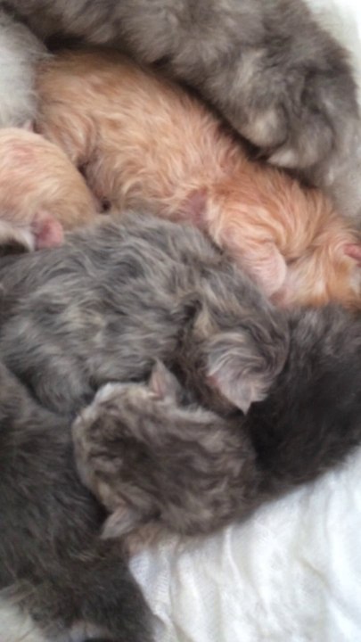 Première portée : 5 chatons persans de 1 jour