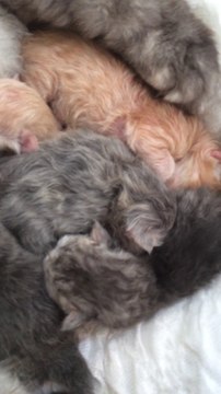 Première portée : 5 chatons persans de 1 jour