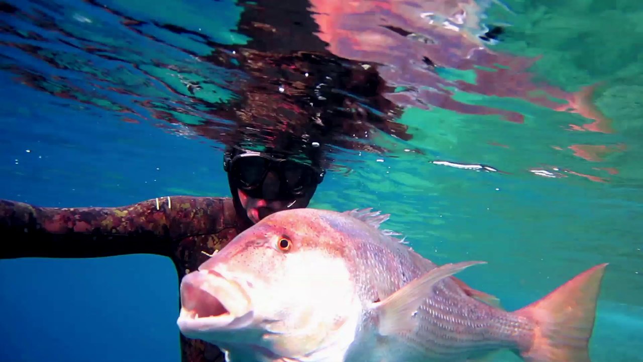 Chasse sous-marine : Denti, l'intelligence faite poisson [bande annonce]