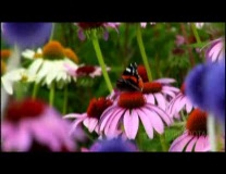 IMAM MEHDI NIJAT DAHINDA {ARRIVED WITH ARZI ARWAH}