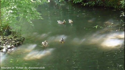 Les Canards du Parc