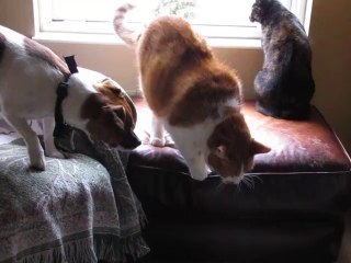 I Hear a Birddie !  What Does The Bird Say ?