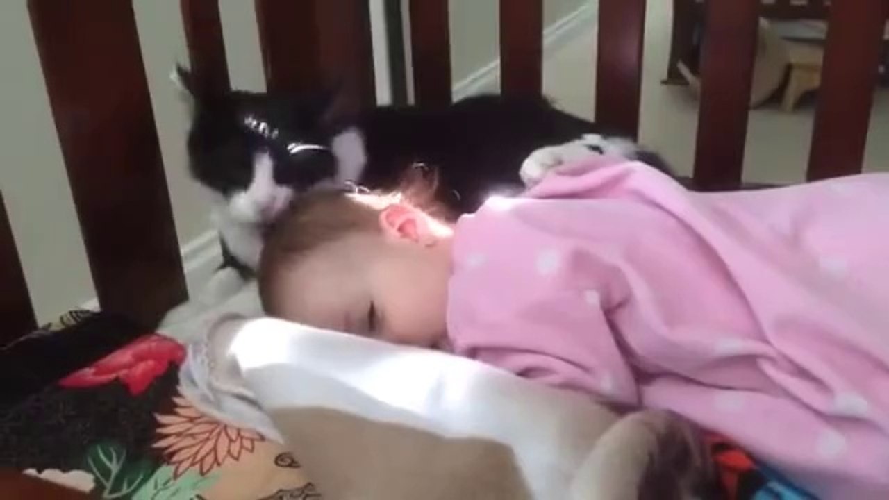 ‫Amazing Cat
