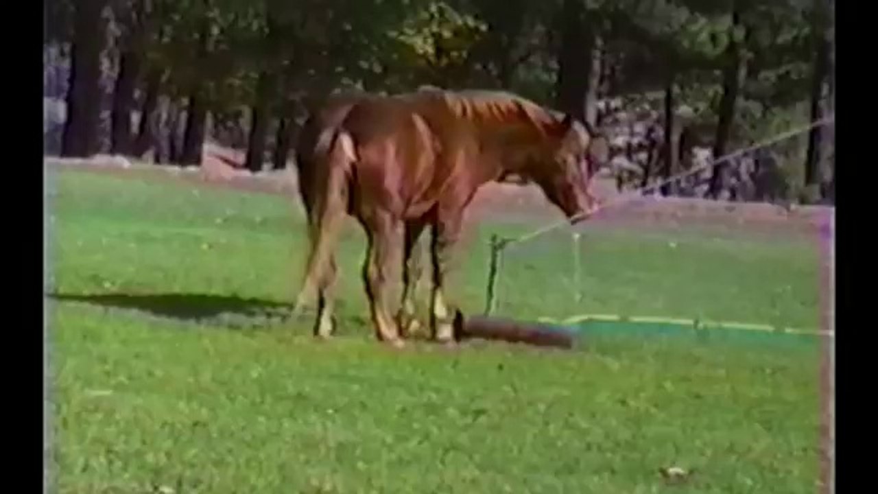 Horses, Ponies and Fails Compilation