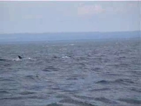 Les baleines du Saint-Laurent