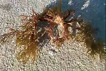 Sahilde görüntülenen esrarengiz yaratık