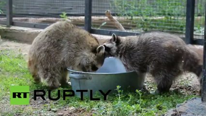 Rakunlar can sıkıntısından çamaşır yıkadılar