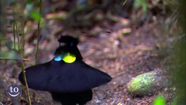 Compilation : Animaux dansant sur la musique Push it de Salt-n-Pepa