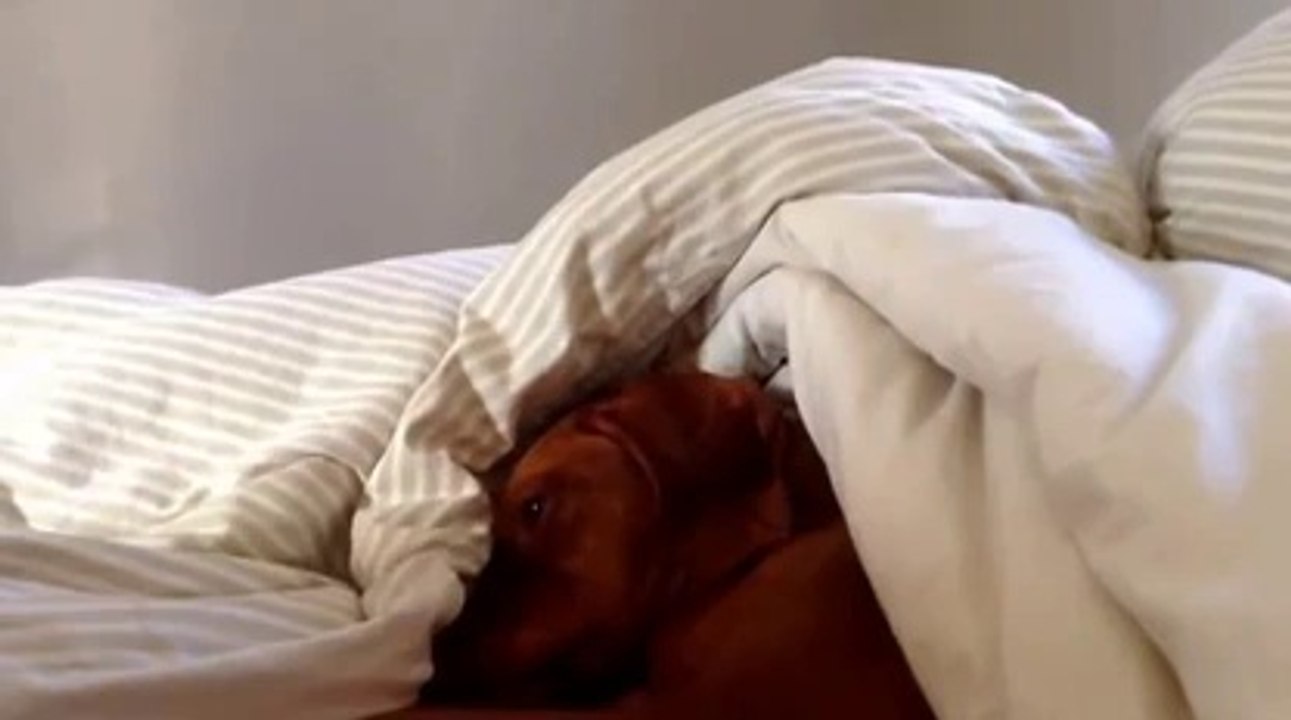 Un chien qui n'aime pas les réveils