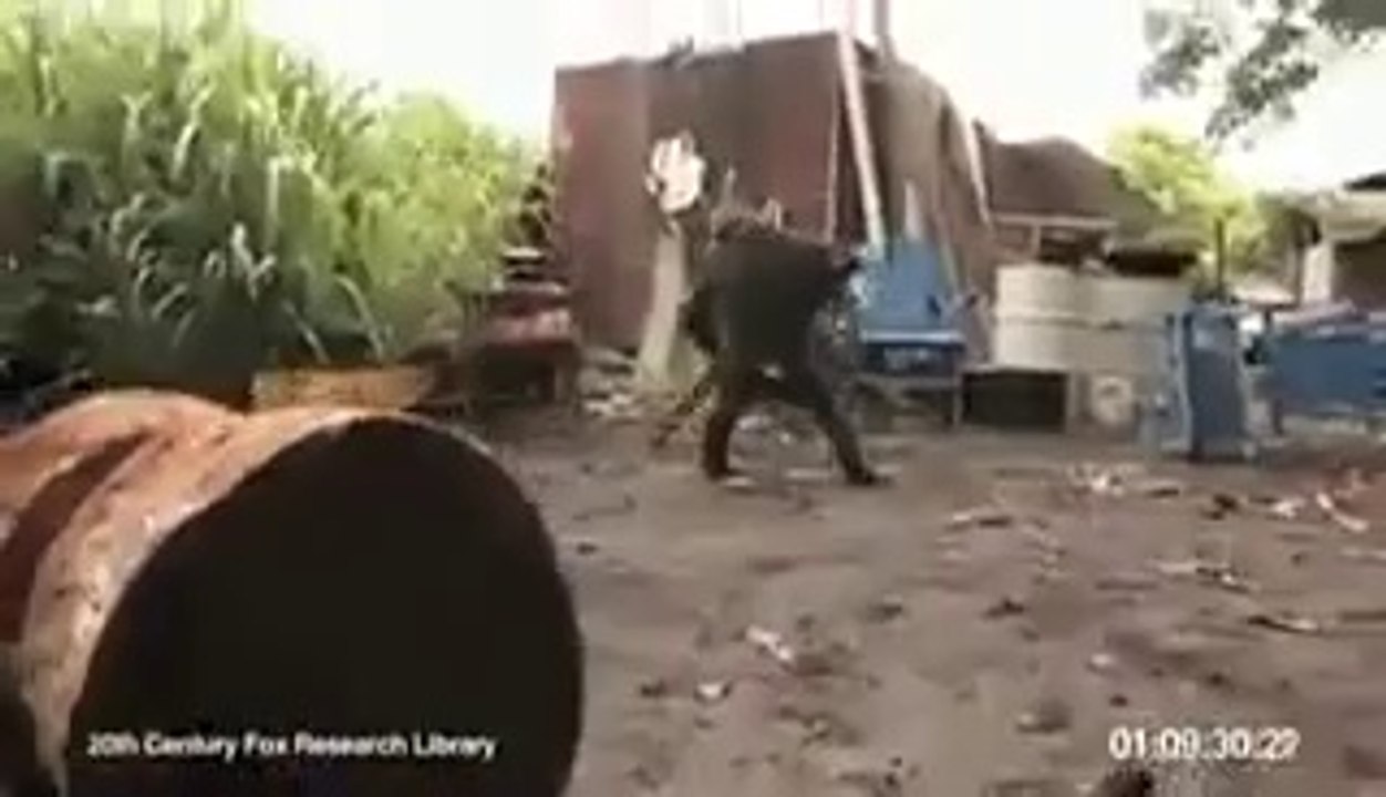 brave monkey