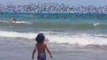 Nuée de pélicans impressionnante : des milliers d'oiseaux plongent dans la mer!