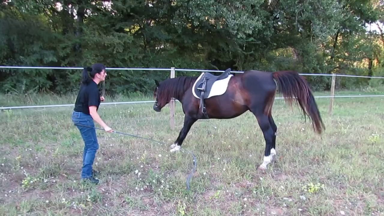 CW RIH PUR SANG ARABE NOIR SALUT A LA REINE OU CAMPO