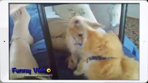 Funny Videos_ Funny Cat Videos Ever- Funny Cats Compilation - Funny dog - Funny Animal Videos 2014