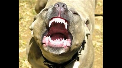 BASTARD STR33T(vie de haine,vie de chien )