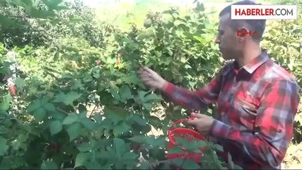 Yüksek Lisans Yaptı, Köyüne Dönüp Çiftçi Oldu