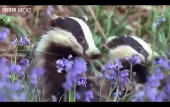 Funny Animal Voiceovers