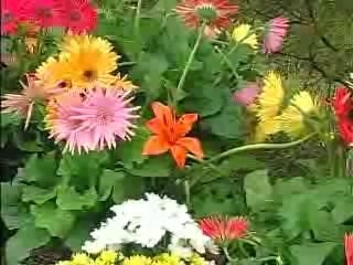 LENDAS URBANAS - A CASA DO BOSQUE E A FLOR - PARTE 1  EXIBIDO EM DEZEMBRO DE 2008 NO SBT