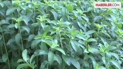 ÇAYKUR Genel Müdürü Sütlüoğlu