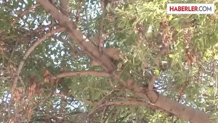 Ağaçta mahsur kalan kediyi itfaiye kurtardı