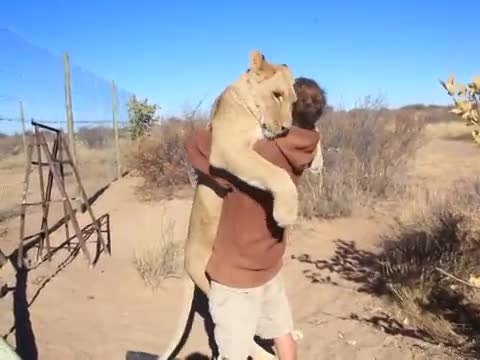 Un lion fait un câlin à un homme