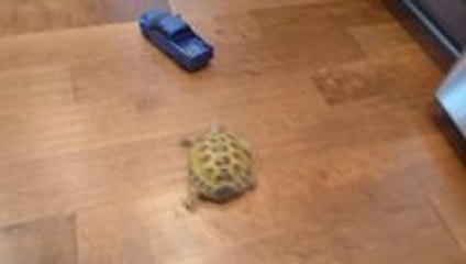 Tortoise vs Truck