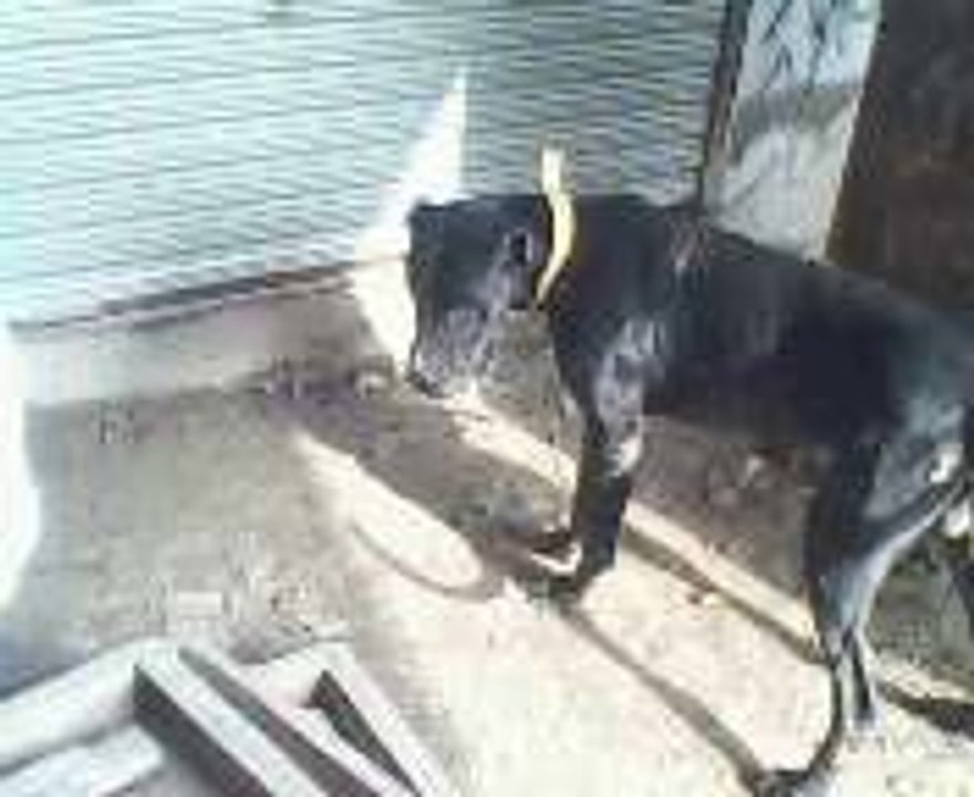 Big Black Dog