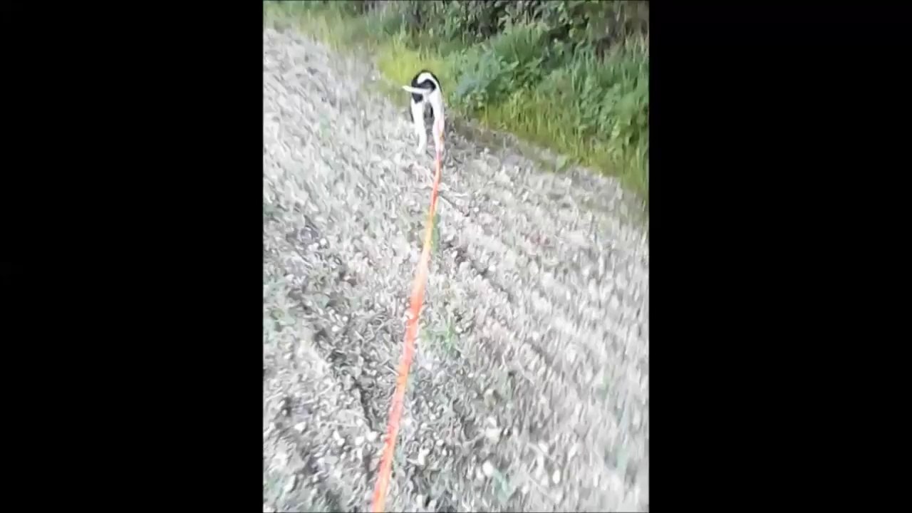 jino 4 mois pied artificiel sanglier