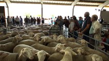 Hautes-Alpes: Béliers et moutons à l'honneur ce samedi à Savournon