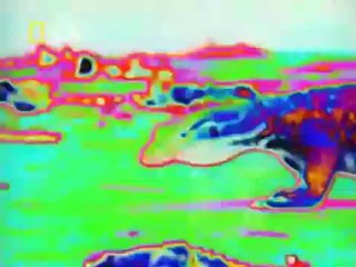 وثائقي _ خلق ليفترس _ ذوات الدم البارد